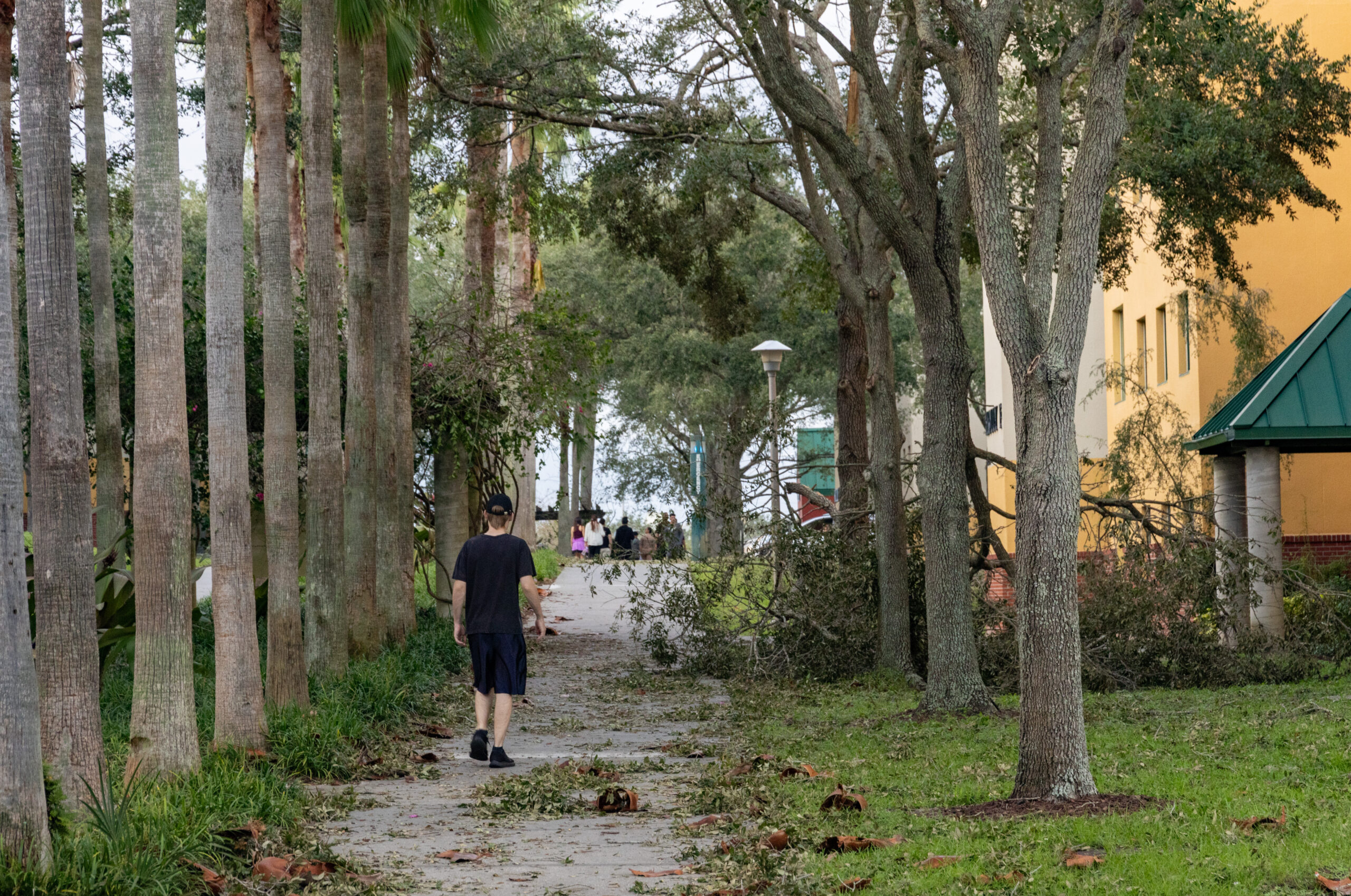 usforacle's tweet card. With the arrival of hurricane season in Tampa, USF students – particularly those new to South Florida – may be experiencing increased stress or anxiety after the 2024 season. Running from June 1 to...