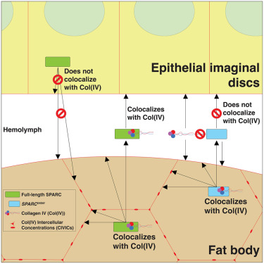 iScience_CP's tweet card. Cell biology; Developmental biology