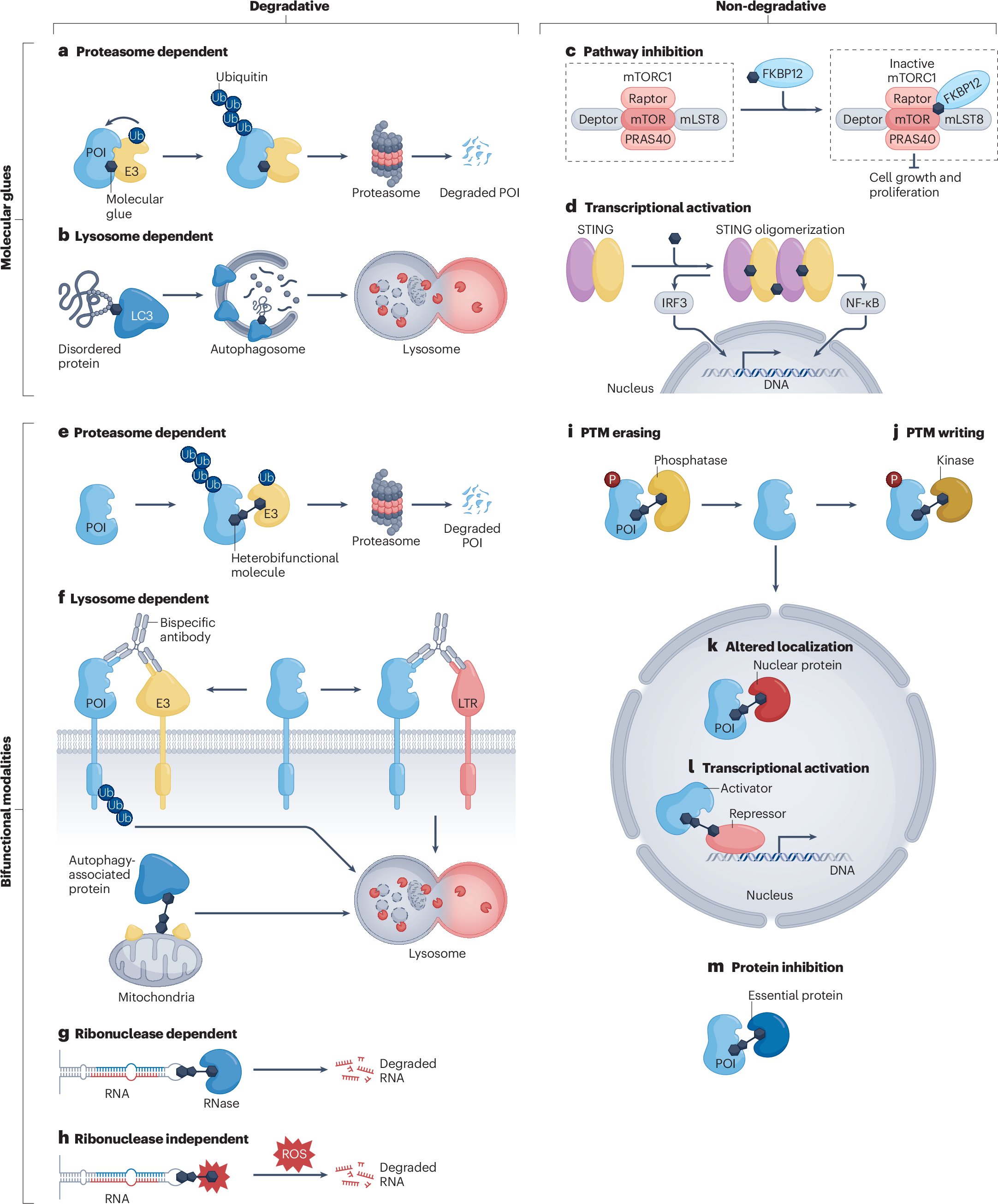 DanNomura's tweet card. Nature Reviews Drug Discovery - Induced proximity modalities encompass monovalent and bifunctional agents, such as molecular glues and proteolysis-targeting chimeras, that induce an interaction...