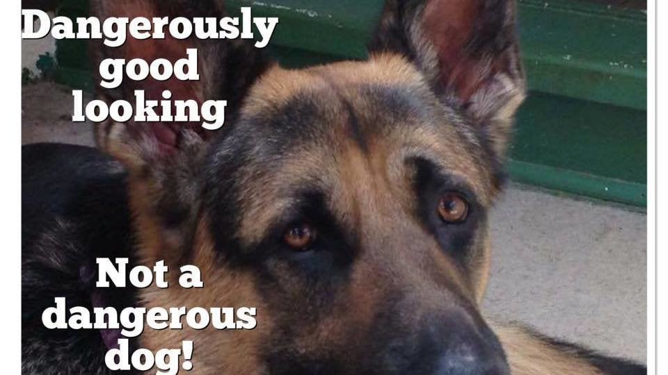 LanguageAnalyst's tweet card. #kodi's law