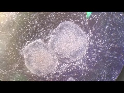 reibungsphysik's tweet card. About hard working and lazy heart cells. How to grow the myocytes and...