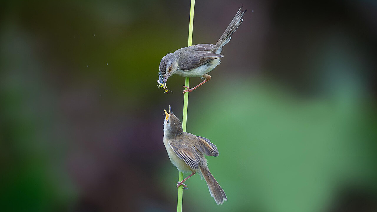 CraftyTech's tweet card. In this guide, we will set up Fluent Bit as a centralized Syslog server that accepts logs over UDP and ships them directly to Elasticsearch for analysis.