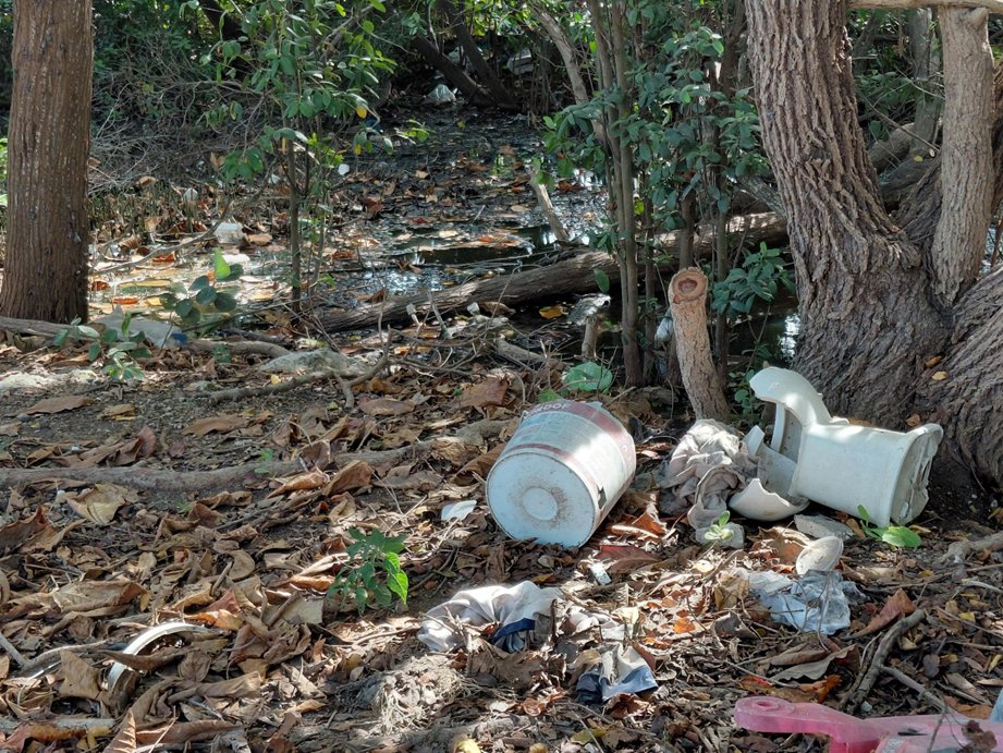 SoldeYucatan's tweet card. La contaminación en los manglares se ha convertido en un foco de afectación ambiental continua, sin que el ayuntamiento realice acciones para aumentar la vigilancia de la zona.