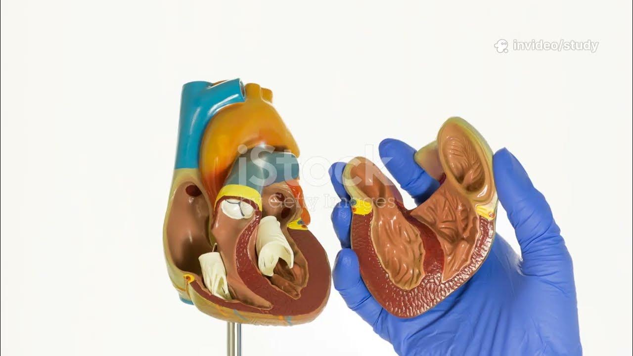 study_guideme's tweet card. The Hidden IE–Oral Infection Loop