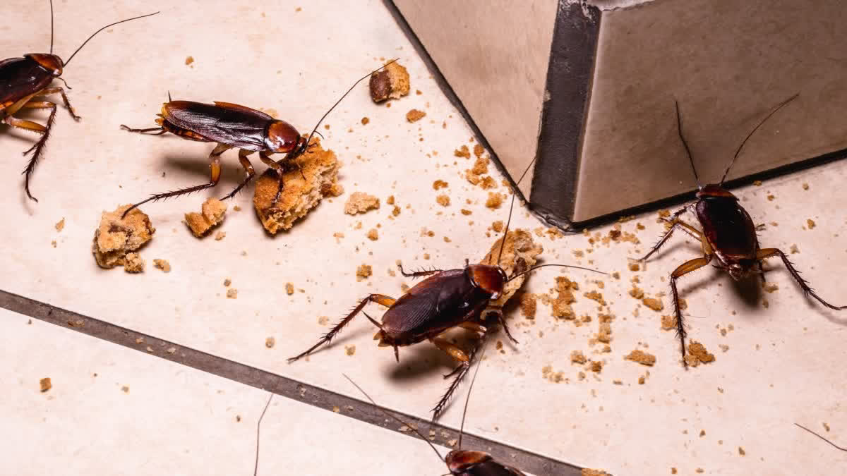 ETVBharatOD's tweet card. ରୋଷେଇ ଘରେ ଉପଲବ୍ଧ ଏହି ସବୁ ଜିନିଷରେ ଘରୁ ଉଭେଇ ଯିବେ ଅସରପା ବଂଶ !