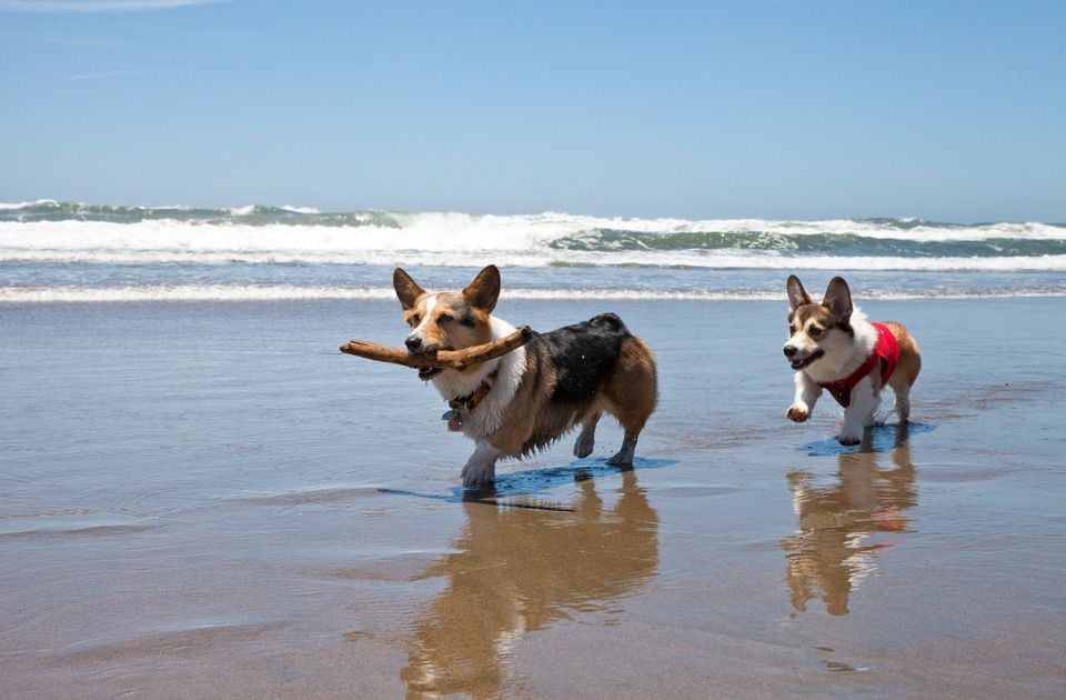 SFist's tweet card. Dog gone! The prized annual SF event Corgi Con has been chased off Ocean Beach over some federal regulations, and is rescheduled for September on non-federal land at the Alameda County Fairgrounds.