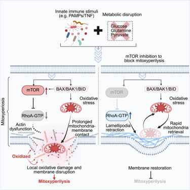 Lo_Zanzi's tweet card. Wang et al. identify a new lytic cell death pathway, mitoxyperilysis, triggered by the synergy of innate immune activation and metabolic stress. This process is regulated by mTORC2 and involves...
