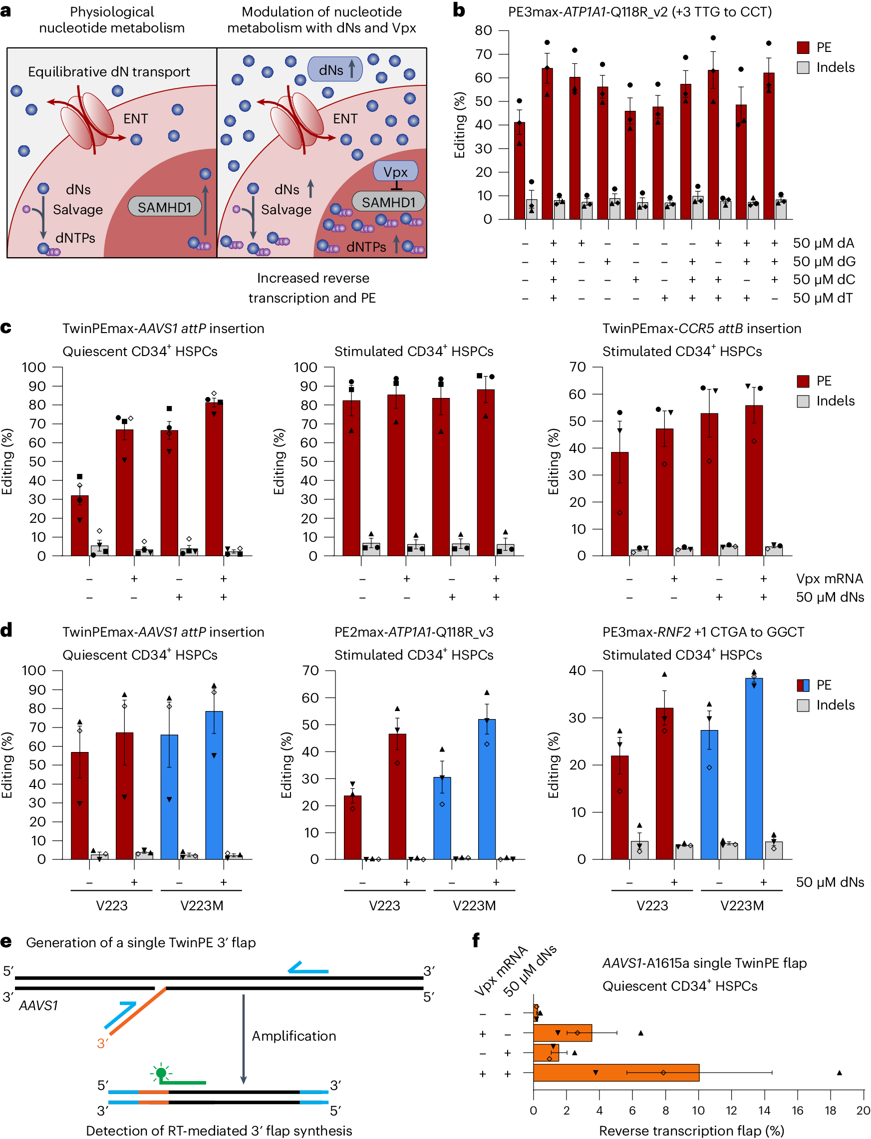 SbastienLevesq4's tweet card. Nature Biotechnology - Prime editing in hematopoietic cells is improved by engineering nucleotide metabolism.