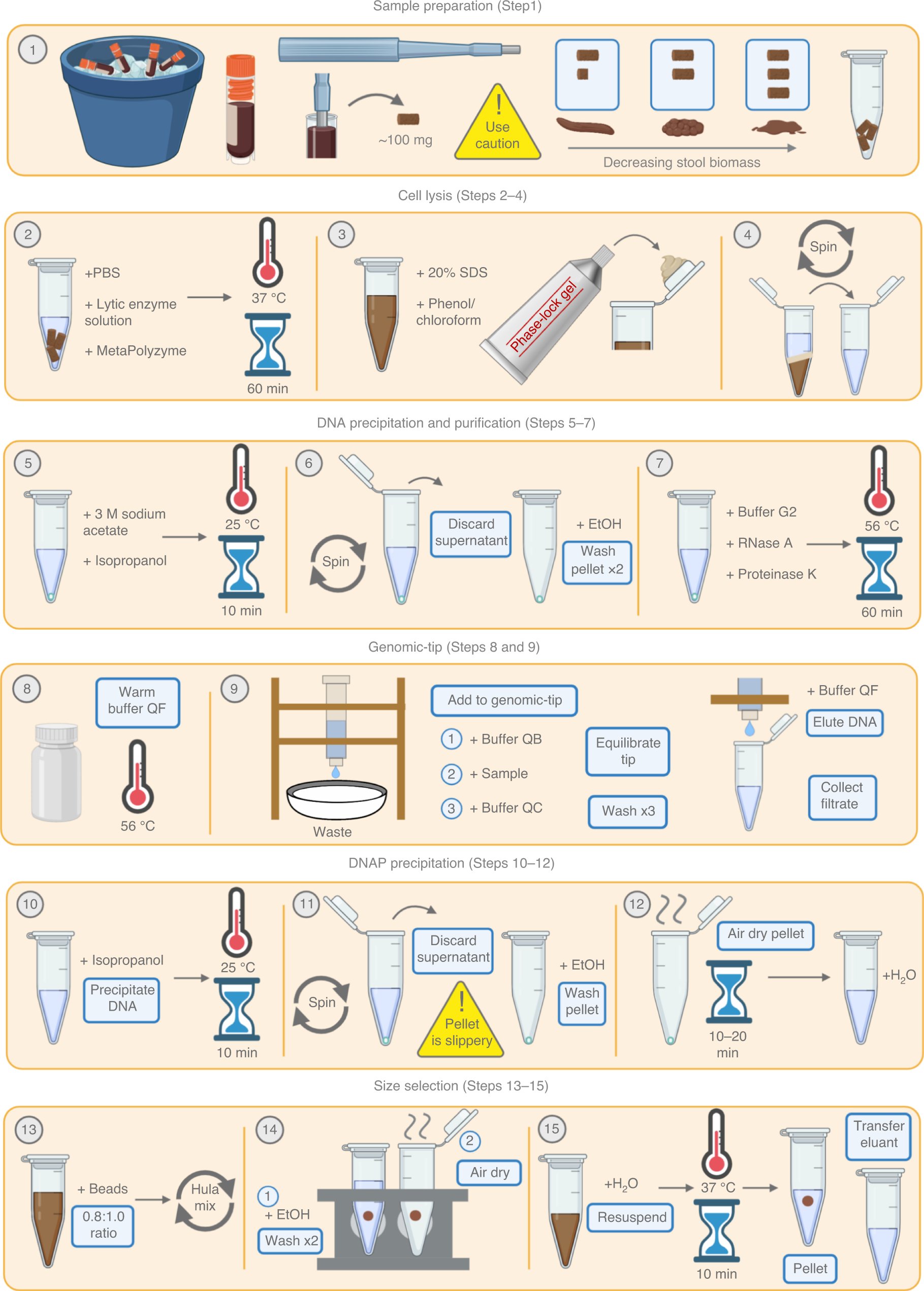 NatureProtocols's tweet card. Nature Protocols - This is a protocol for the extraction of microgram quantities of high-molecular-weight DNA from human stool samples that are suitable for downstream long-read sequencing...