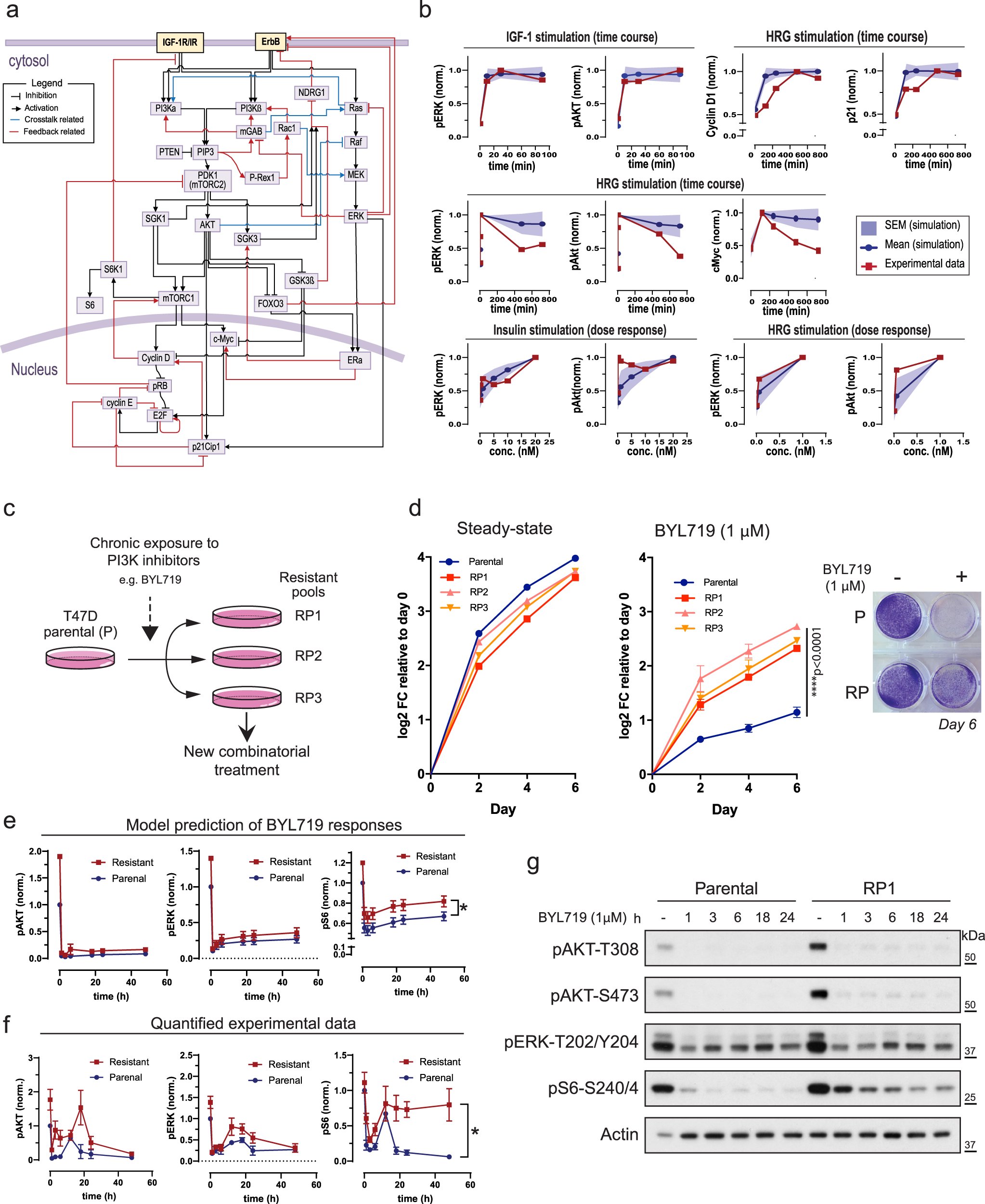 AntonellaPapa4's tweet card. npj Precision Oncology - Integrative modeling uncovers p21-driven drug resistance and prioritizes therapies for PIK3CA-mutant breast cancer