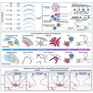 AgingBiology's tweet card. Wang et al. systematically depicted the lamins-guided 3D epigenome in human stem cells and demonstrated that lamins not only serve as key regulators of chromatin-NL tethering and large-scale genome...