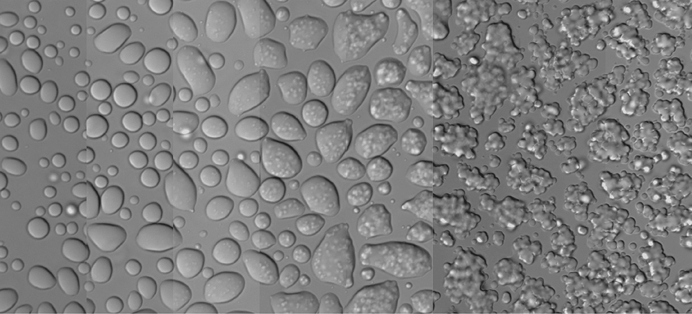 SElbaumG's tweet card. Nature Chemical Biology - A solid transition