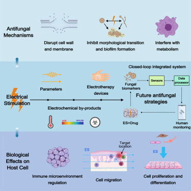 CellRepPhysSci's tweet card. Zhu et al. present electrical stimulation as a novel non-invasive antifungal strategy that bypasses drug resistance. This review discusses how it targets fungi while modulating host immunity and...