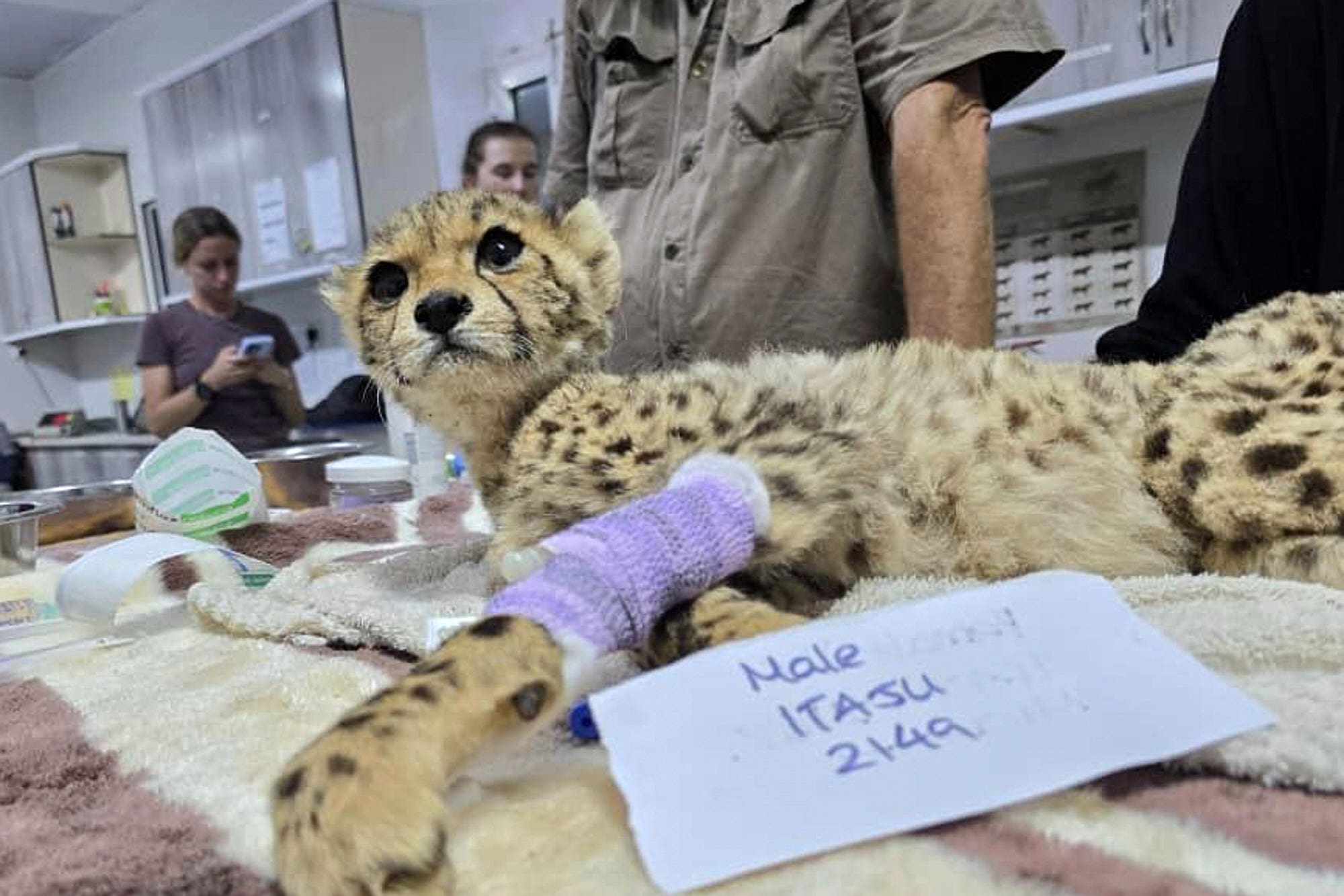 jacobkotze's tweet card. The malnourished animals were recovered in the in the northern Sallahley district of Somaliland, a breakaway region of Somalia.