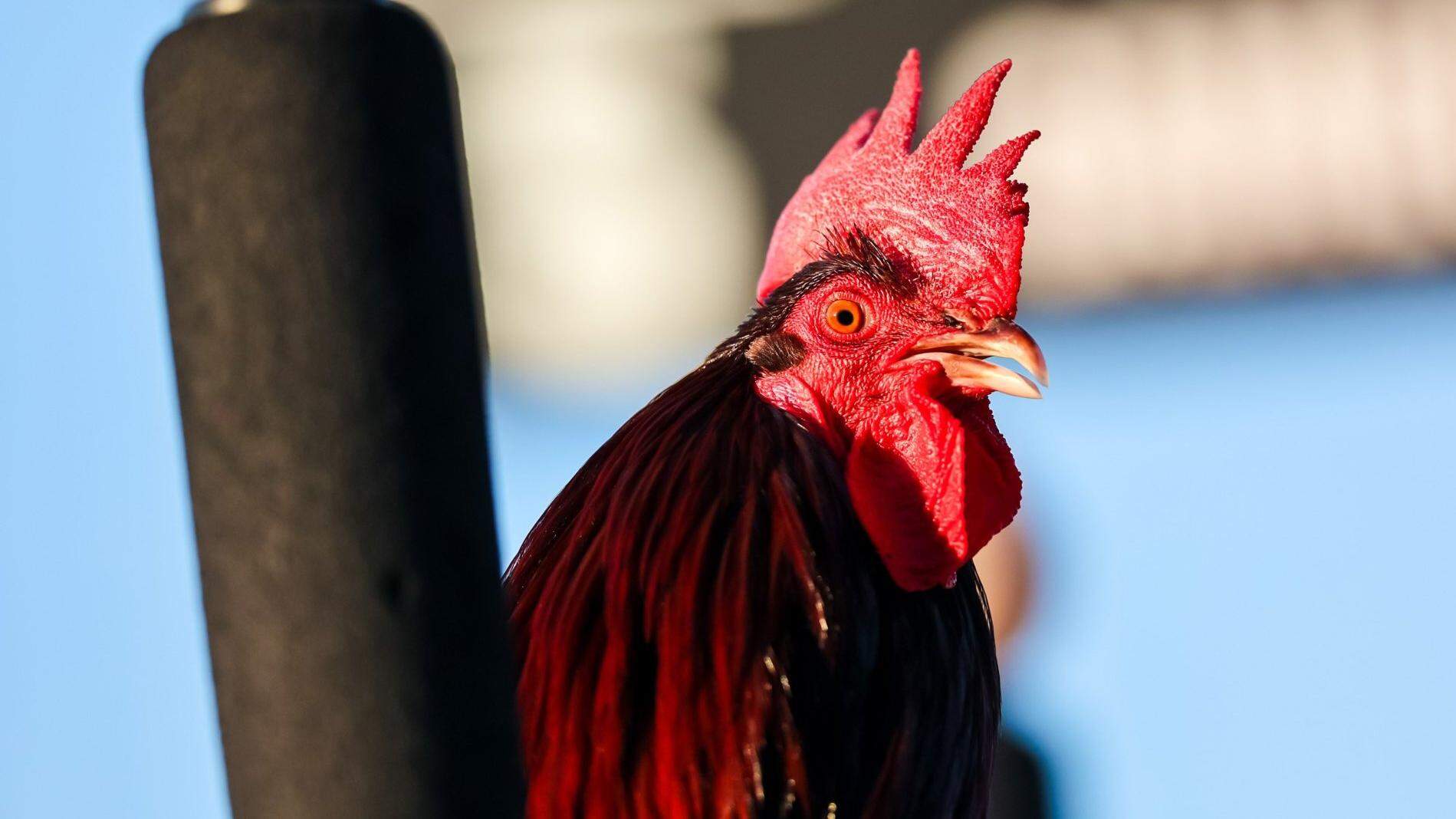 MattBakerCFB's tweet card. We picked a few options. Do you have a favorite choice? Let us know.