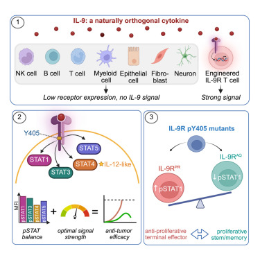 rahmanLAB2023's tweet card. Cytokines optimize and fine-tune effector T cell responses. Here, Jiang et al. utilize IL-9, with scarce receptor expression in normal tissues, to boost IL-9R engineered T cells for cancer therapy....