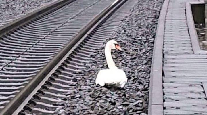 BirGun_Gazetesi's tweet card. Almanya’da yüksek hızlı tren hattında bir kuğu yüksek gerilim hattına takılarak yaşamını yitirdi. Kuğunun eşi raylar üzerinde yas tutunca 23 trenin seferleri iptal oldu. 50 dakika sonra yakalanan...