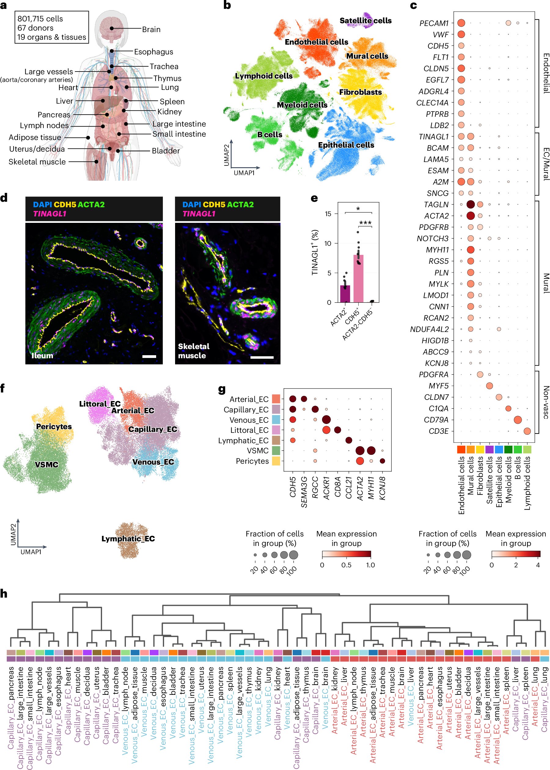 NatureMedicine's tweet card. Nature Medicine - A vascular cell atlas integrating single-cell data of 19 organs and tissues from 62 donors identifies angiotypic and organotypic characteristics of endothelial and mural cells.