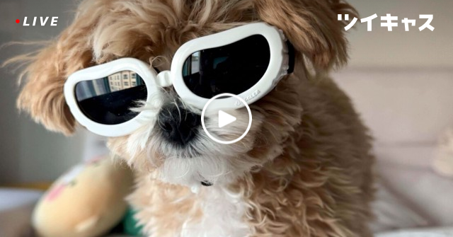 sweetflavor725's tweet card. モイ！iPhoneからキャス配信中 - (誰かかまって女子)#仮想通貨 #Cod