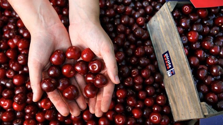 RevistaMercados's tweet card. El presidente de la D.O.P Cereza del Jerte, José Antonio Tierno, explica que la campaña avanza “con buenas perspectivas” y prevé certificar tres millones de kilos de picota.