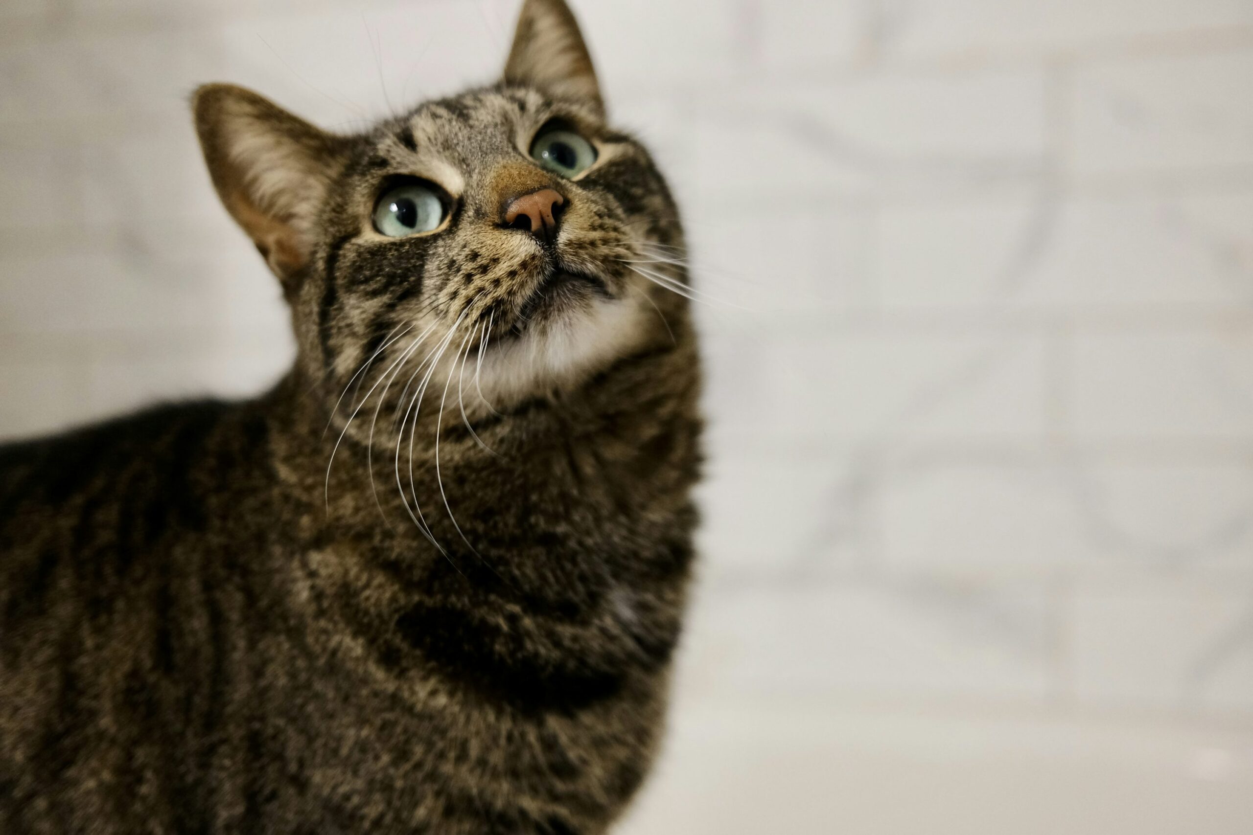 mattbdevaney's tweet card. The Power Automate syntax to update a lookup column in Dataverse is difficult to memorize so I have written a quick-guide on how to do it.