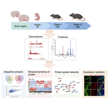 iScience_CP's tweet card. Molecular biology; Neuroscience; Omics