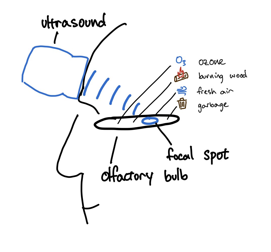 ennucore's tweet card. We decided to try to stimulate the olfactory bulb with focused ultrasound. As far as we know, no one seems to have done this kind of stimulation before - even in animals.