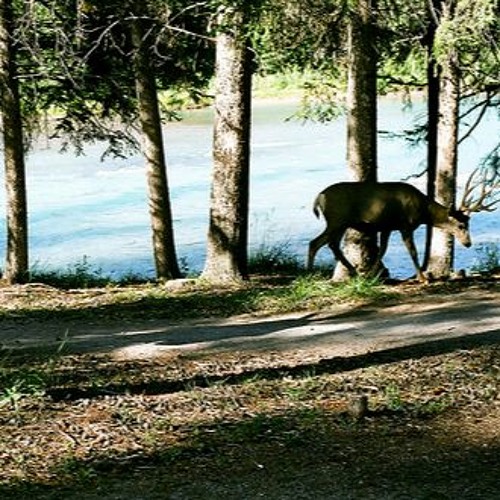 Projex__'s tweet card. Danny Rodriguez