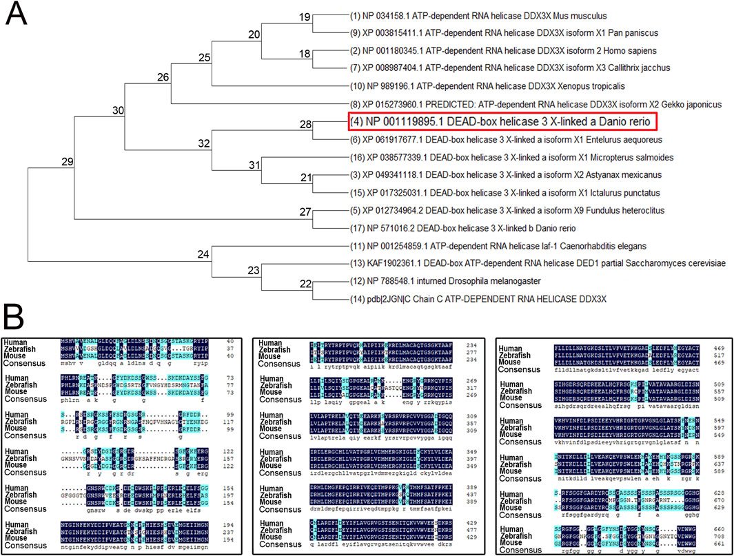 FrontMolBioSci's tweet card. IntroductionMutations in the DDX3X gene are the primary cause of DDX3X syndrome, with over 800 diagnosed families worldwide. DDX3X is also recognized as a si...
