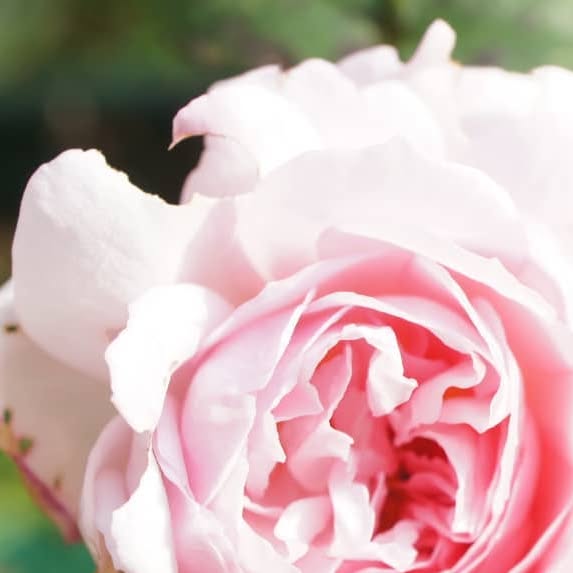 hiyokomama's tweet card. 裏庭 (@hiyoko_hana) • Instagram photos and videos