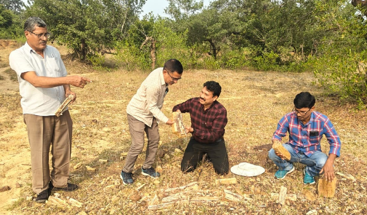 TelanganaToday's tweet card. Wood and animal fossils estimated to be 230 million years old were discovered in Bopparam village, Kotapalli mandal, during a joint exploration by SCCL and the Telangana Archaeology Department....