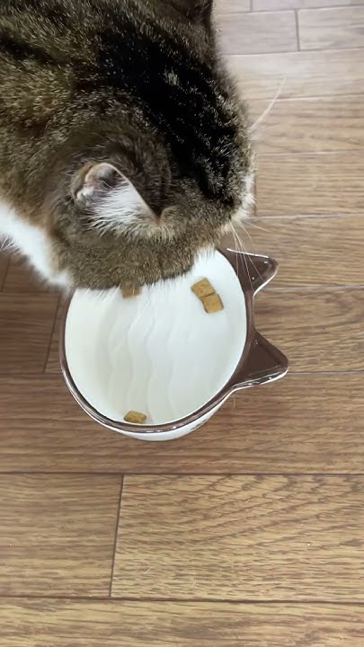 kotetu__ch's tweet card. おやつ　#猫 #ネコ #猫動画 #ねこ #cat #cats #日常 #かわいい猫 #shortvideo #shorts#short...