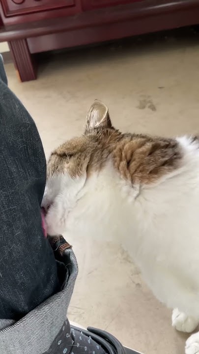 kotetu__ch's tweet card. デニム舐め舐め #猫 #ネコ #猫動画 #ねこ #cat #cats #日常 #かわいい猫 #shortvideo #shorts...