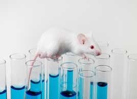 animaltesting8's tweet card. The beauty industry has been moving away from using animals to test the toxicity of products. Here's the latest on Canada's progress, and how to understand what a "cruelty-free" label really means