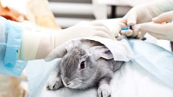 animaltesting8's tweet card. Animal Testing ban in Canada