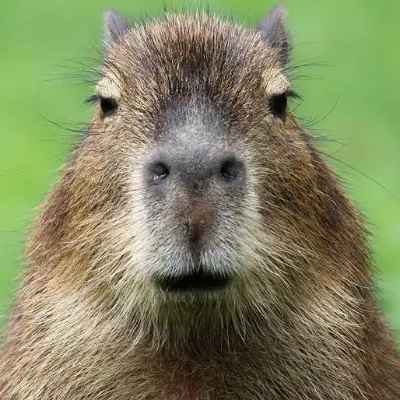 DocDHixon's tweet card. Hello Badger Fans!  We are raising funds for our program and need your help.  Please consider donating or sharing with family and friends and posting on social media.  Fundraising is important to our...