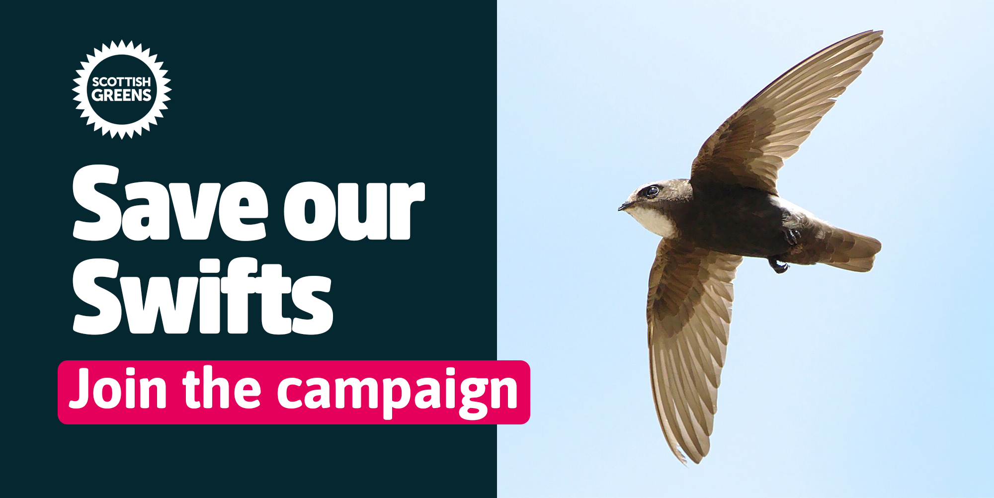 WriterHannahBT's tweet card. Safe homes for Scotland’s swifts -