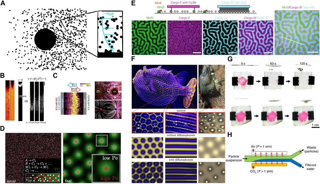 FrontSensors's tweet card. Diffusiophoresis involves the movement of colloidal-scale entities in response to concentration gradients of a solute. It is broadly categorized into two typ...