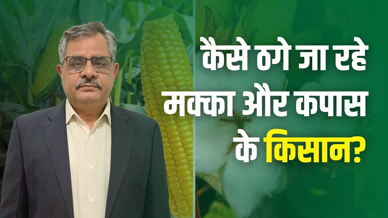 ruralvoicein's tweet card. कैसे ठगे जा रहे मक्का और कपास के किसान?