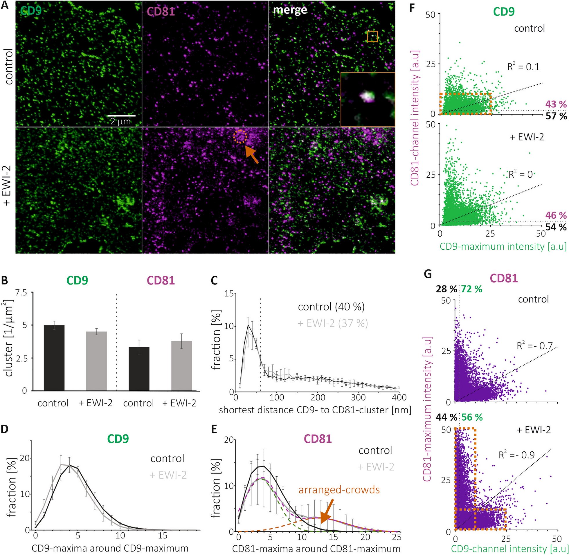 LIMES_Bonn's tweet card. Scientific Reports - Microscopic clusters feature the composition of biochemical tetraspanin-assemblies and constitute building-blocks of tetraspanin enriched domains