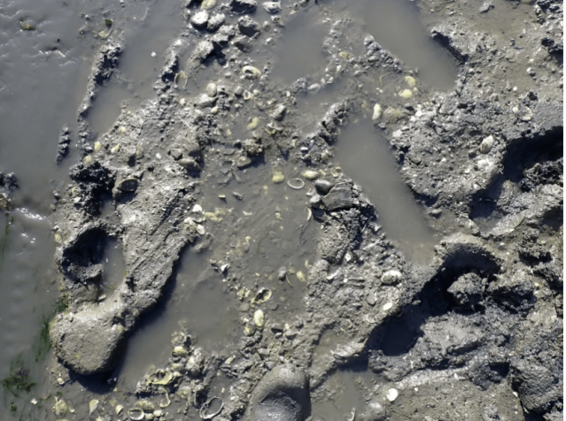 InCommonPod's tweet card. Visit the post for more.