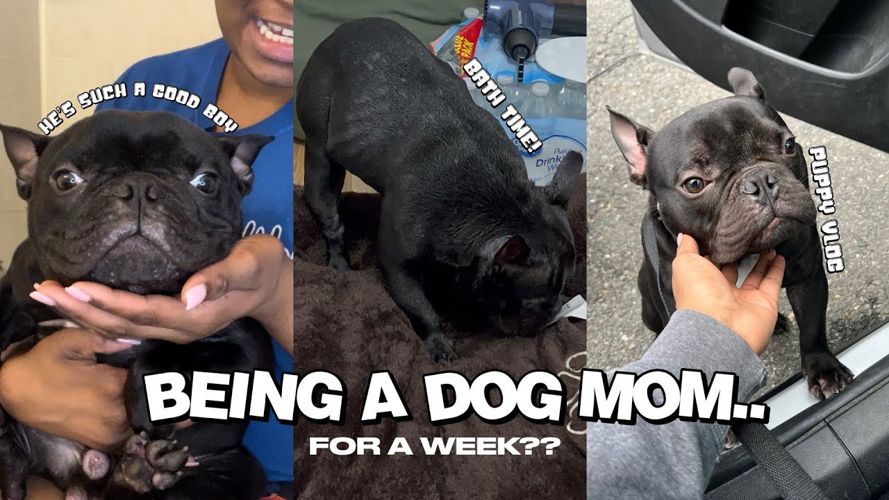 Uniquelyyk's tweet card. Dog Mom for a WEEK || Baby Frenchie (Bath time, Walks and more..)...