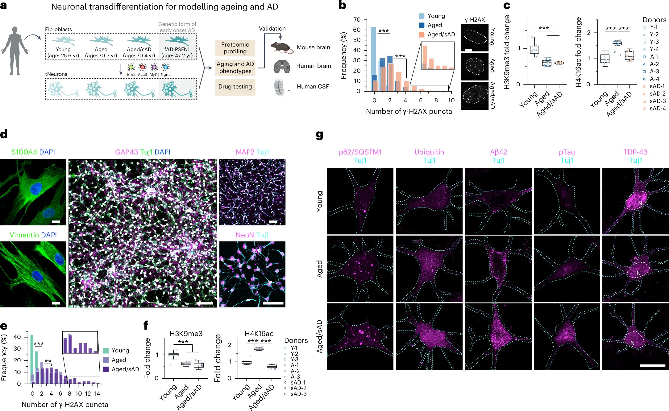ShorterLab's tweet card. Nature Cell Biology - Chou et al. generate transdifferentiated human neurons from fibroblasts from young or aged individuals and patients with Alzheimer’s disease. Studies of endolysosomes...