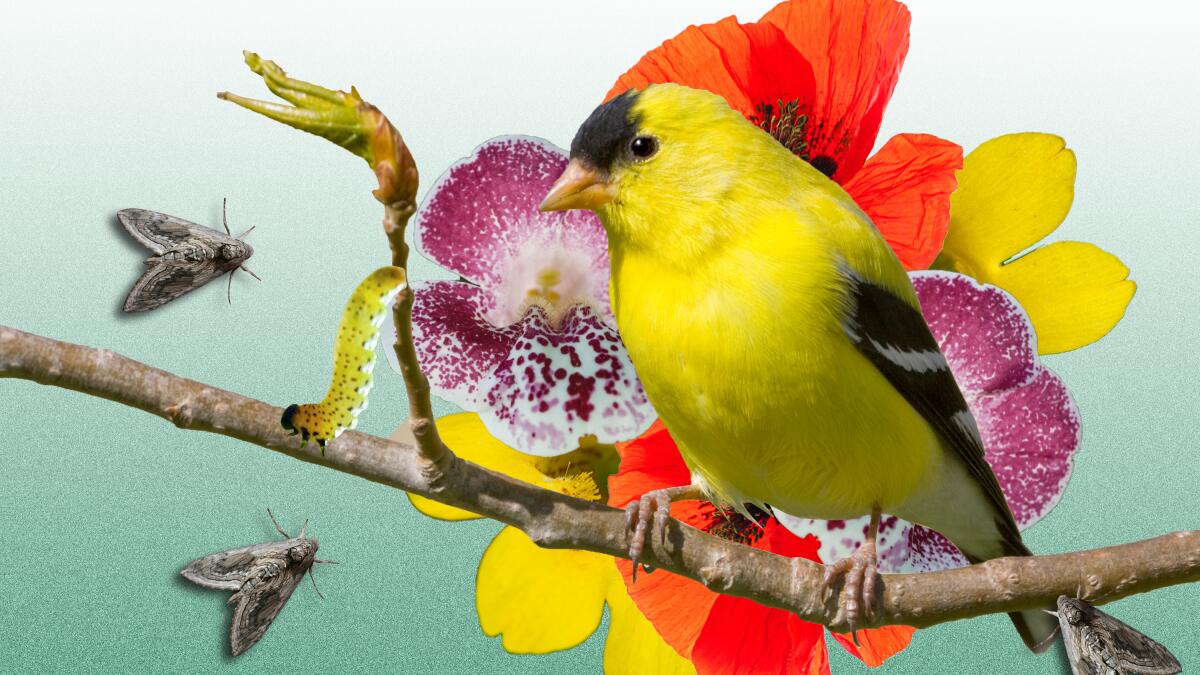 latimesplants's tweet card. Bird feeders are killing songbirds, due to a salmonella outbreak, but there are safer and better ways to attract birds to your garden space.