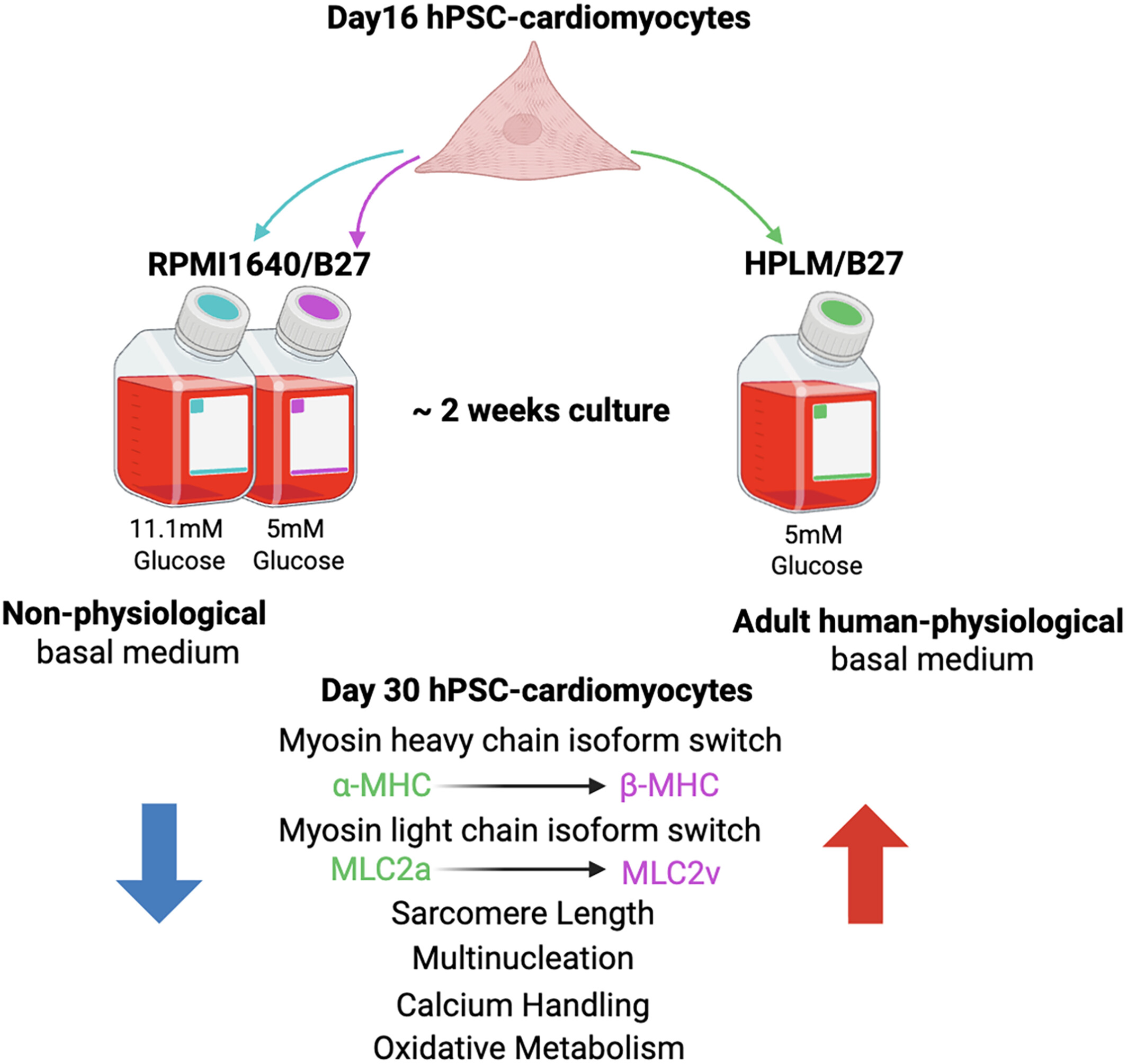 JasonRCantor's tweet card. Human plasma-like medium (HPLM), a synthetic physiologic medium containing over 60 metabolites and small ions at concentrations reflective of adult human plasma, enhances the structural and metabol...