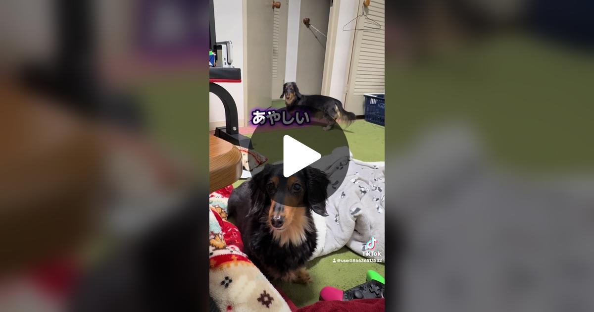 vimoko982's tweet card. 「いいね」が138件、コメントが3件。「#かわいい犬 #ダックス #怪しい」