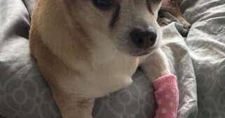 Tweet card summary image