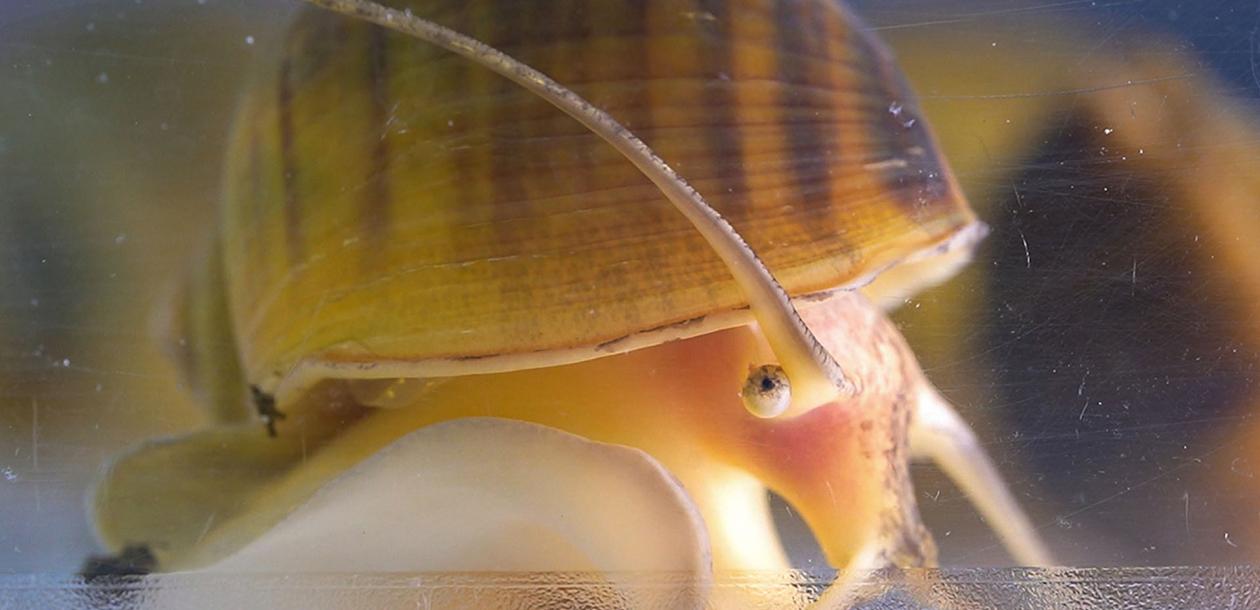 leblob_'s tweet card. Un escargot fait repousser ses yeux grâce à un programme génétique dont l’être humain ne dispose plus... Des chercheurs, armés des « ciseaux moléculaires » CRISPR-Cas9, veulent comprendre comment...