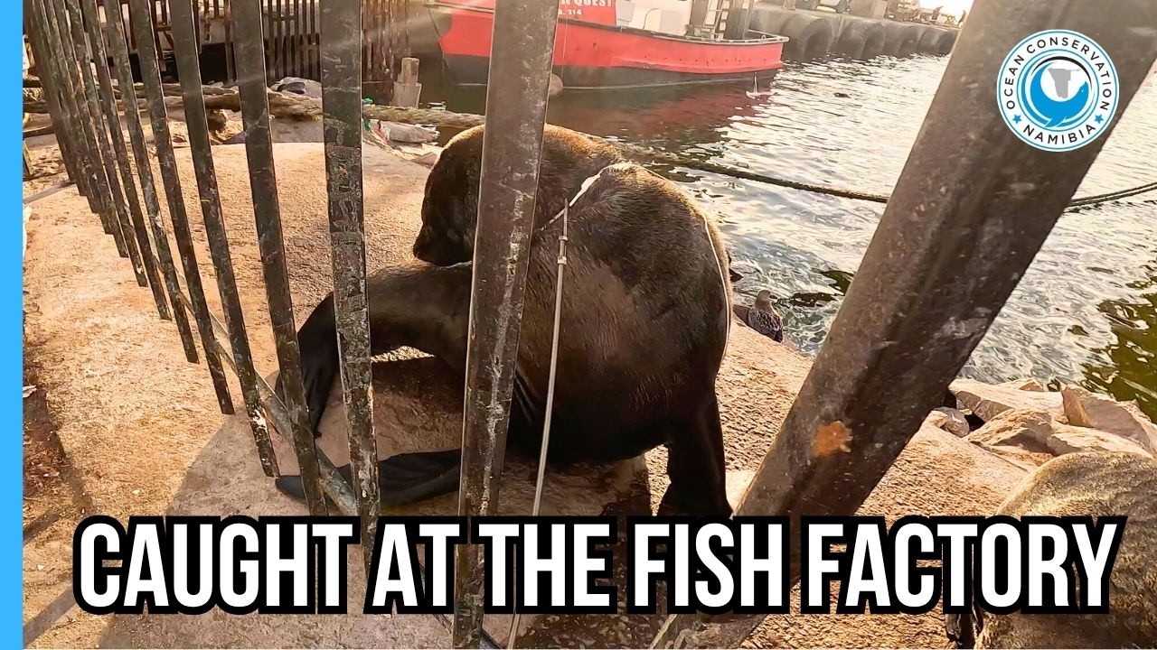 OCNamibia's tweet card. Rescue on the Docks: Seal vs. Strapping Waste