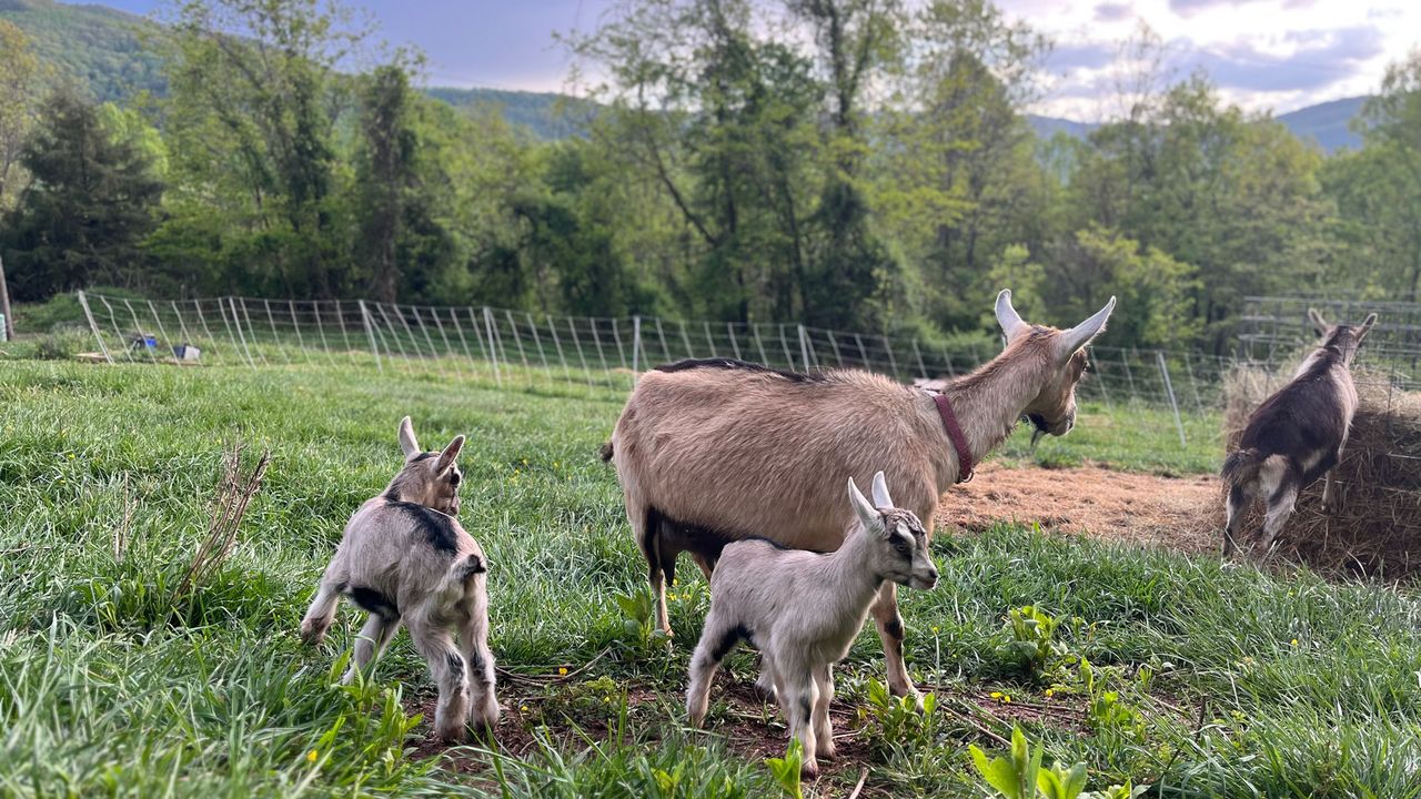 MappingTransJoy's tweet card. Amid national media attention on an underserved region, LGBTQ+ Appalachians are relying on each other.
